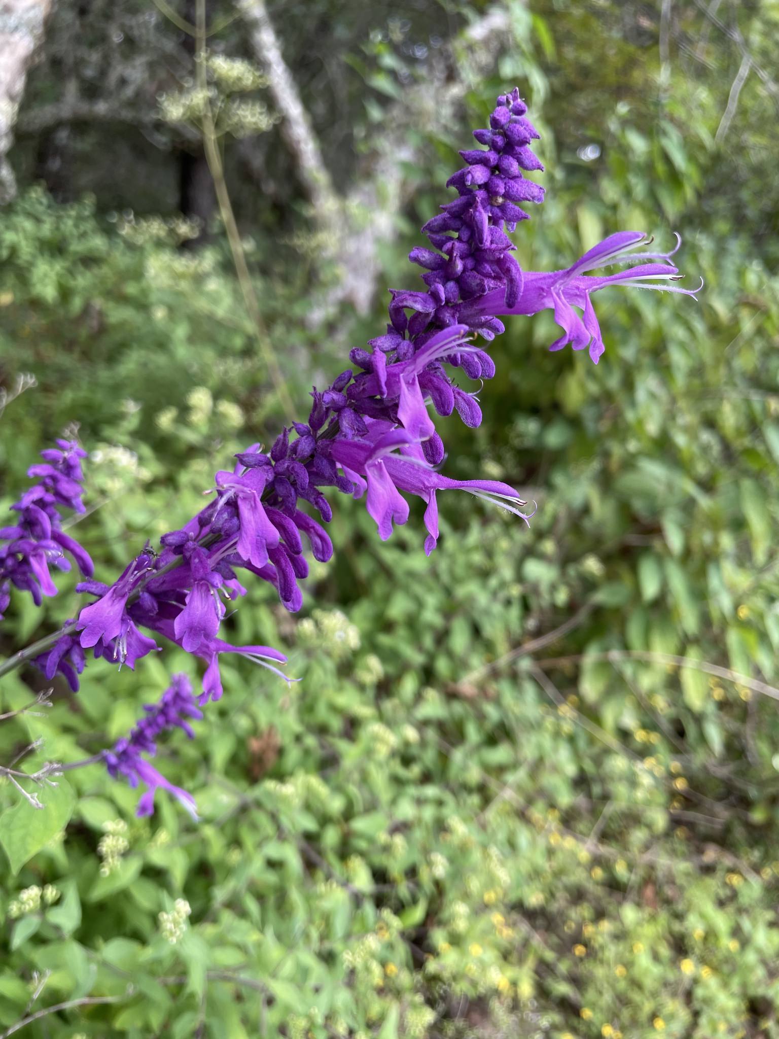 Salvia purpurea